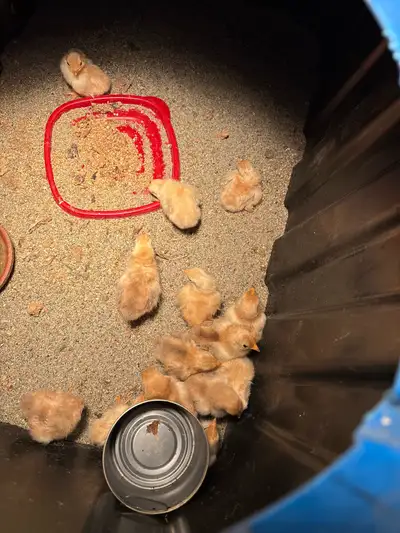 day old serama chicks for sale, View more