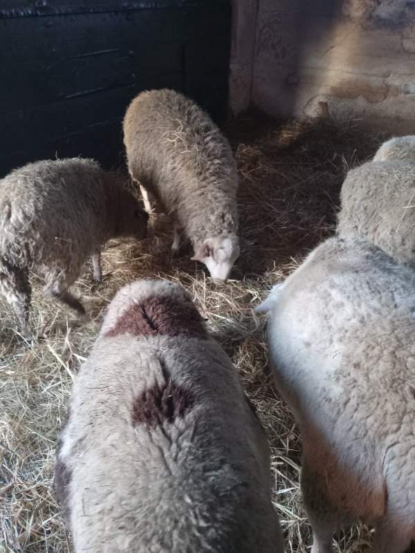 Yearling sheep in Livestock in Regina