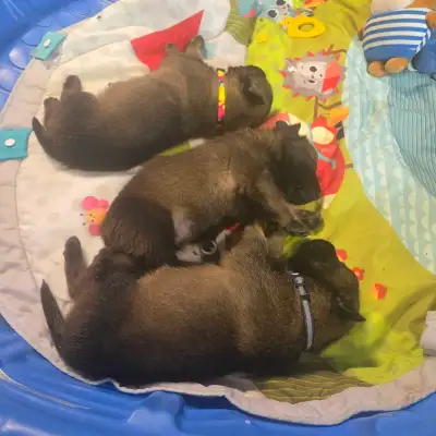 Magnifiques Chiots Malinois Enregistrés, View more