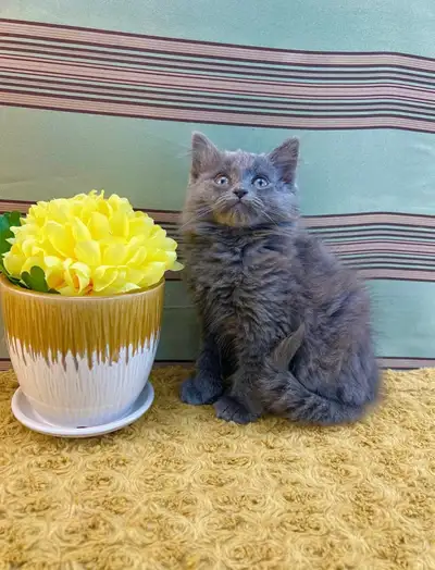 Snuggly Purebred Maine Coon Male Kitten, View more