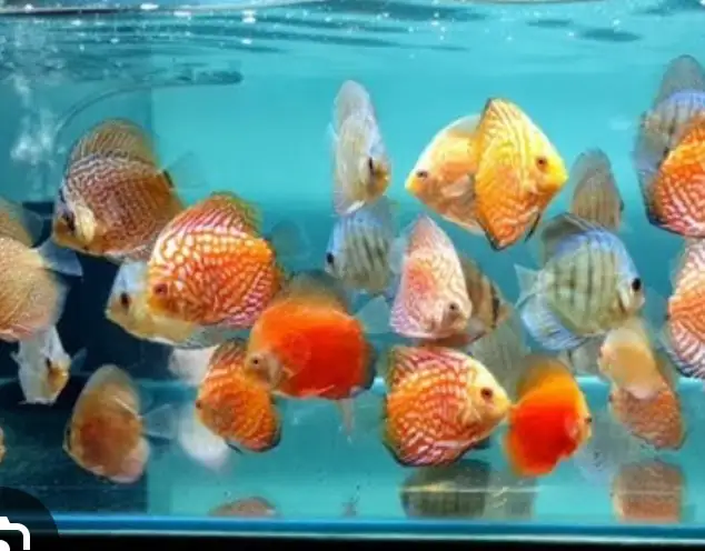 discus fish in Fish for Rehoming in Richmond - Image 2