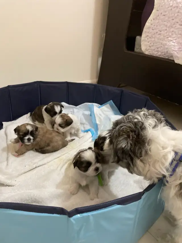 Beautiful Shih Tzu Puppies in Dogs & Puppies for Rehoming in Markham / York Region - Image 11