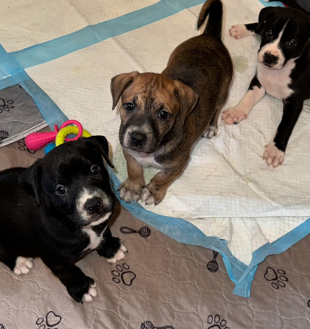 American bulldog/ Husky puppies in Dogs & Puppies for Rehoming in City of Toronto - Image 3