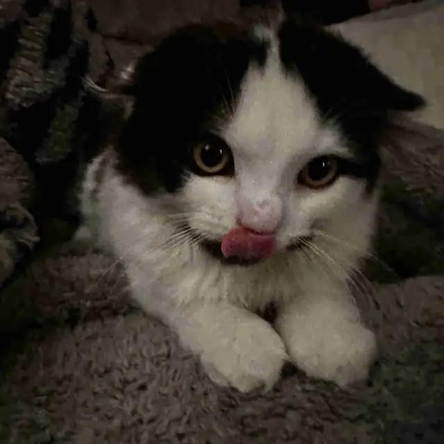 Scottish fold kitten in Cats & Kittens for Rehoming in Oakville / Halton Region - Image 2