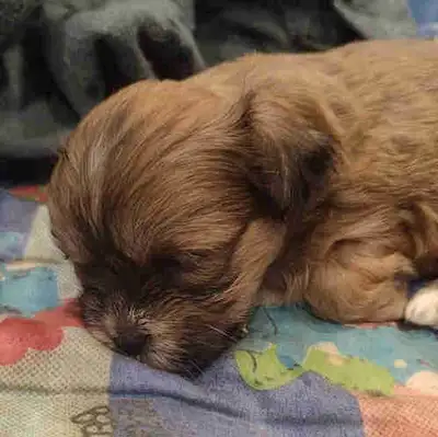 Small Puppy, View more