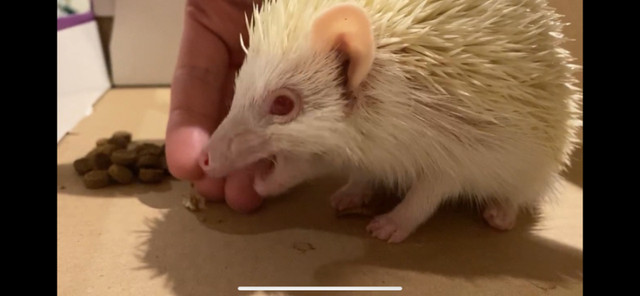 Hedgehog girl albino with cage + wheel + bedding and food in Other Pets for Rehoming in Markham / York Region - Image 3