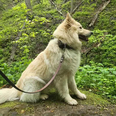 Exotic GSD [White & Gold], View more