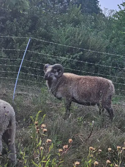 icelandic proven ram, View more