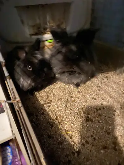 twin bunnys, View more