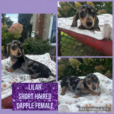 Dachshund Puppies, View more