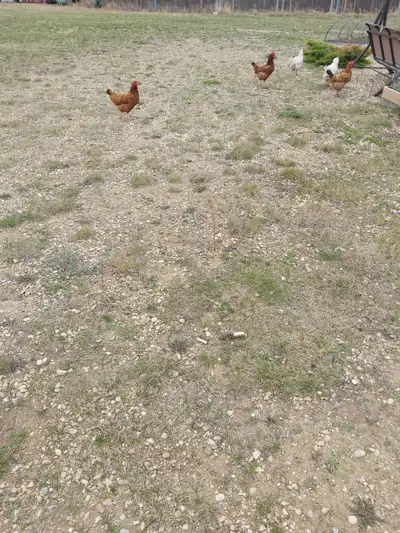 2 years old hens for sale. $8/each Pick up in Stettler in Walmart parking lot or Alix gas station.