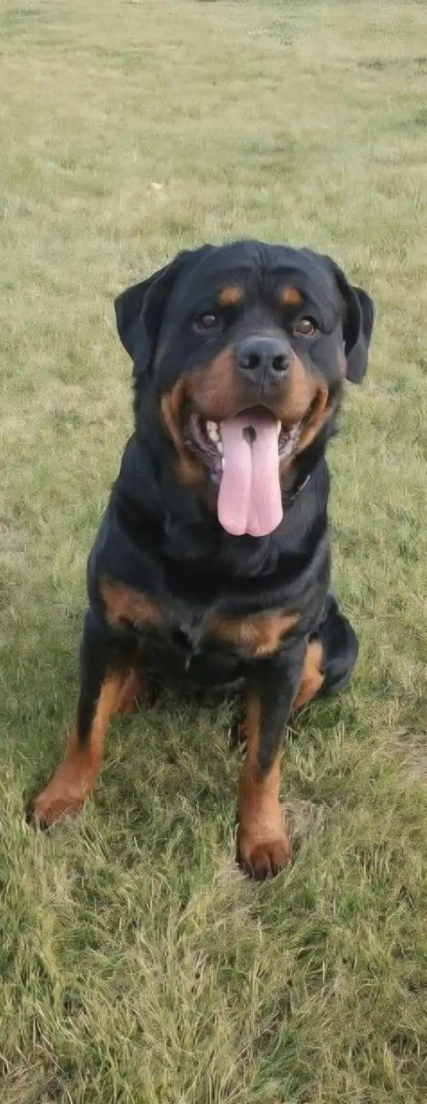Registered German Rottwelier Puppies in Dogs & Puppies for Rehoming in Edmonton - Image 5