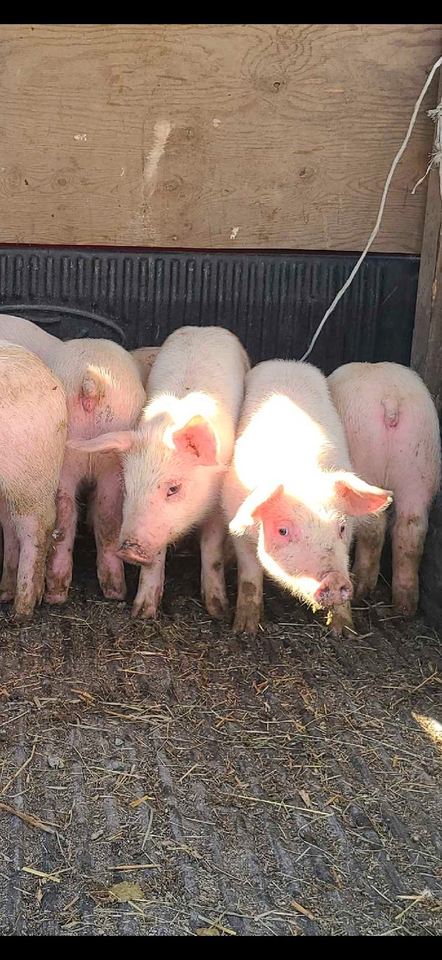 Little pig delivery options in Northbay and surrounding areas dans Animaux de ferme  à Rouyn-Noranda