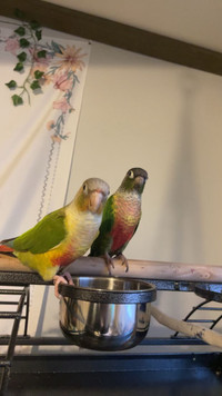 Two Conures with accessories