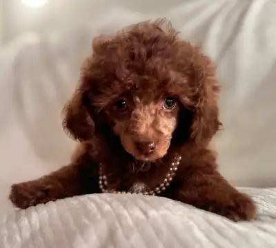 Chocolate Toy Female Poodle Pup, View more
