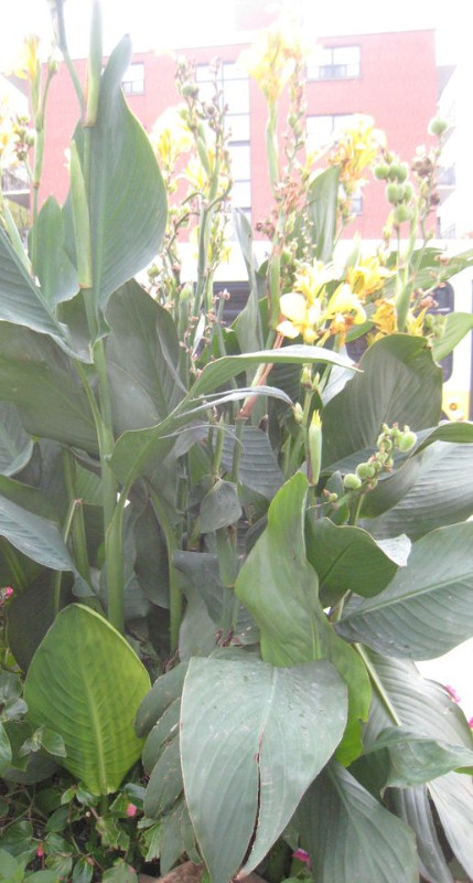 Canna Lily Seed - Yellow flower with green leaves plus others in Plants, Fertilizer & Soil in Hamilton - Image 2
