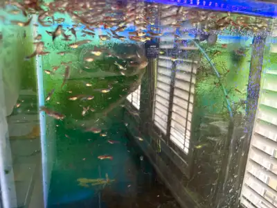 I am selling my 70 gallons aquarium with stand and everything that belongs to it like hearer, air pu...