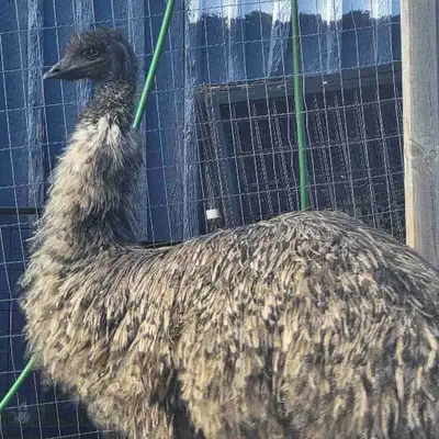 Emu pair, View more