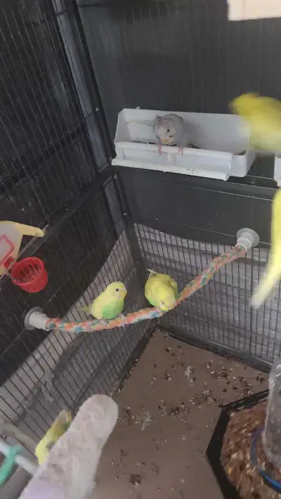 Budgies for sale, View more