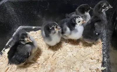 Black Copper Maran Chicks & Olive Eggers, View more