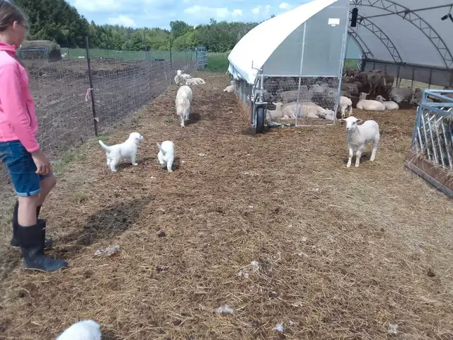 Maremma pyrenees  livestock guardian puppies in Dogs & Puppies for Rehoming in Owen Sound - Image 10