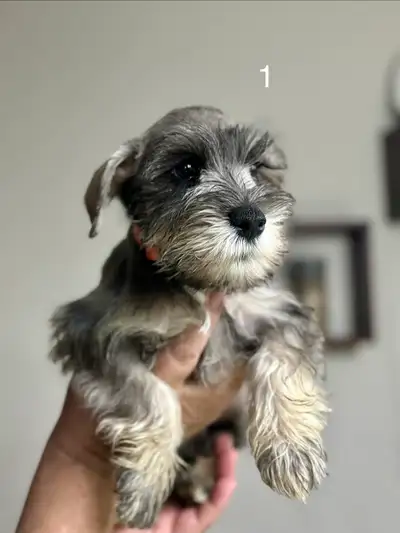 Miniature Schnauzer Puppies, View more