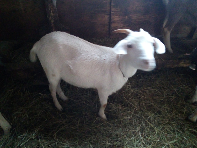 Young Goats in Livestock in Sudbury - Image 2