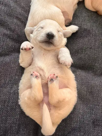 Golden Retriever Puppies, View more