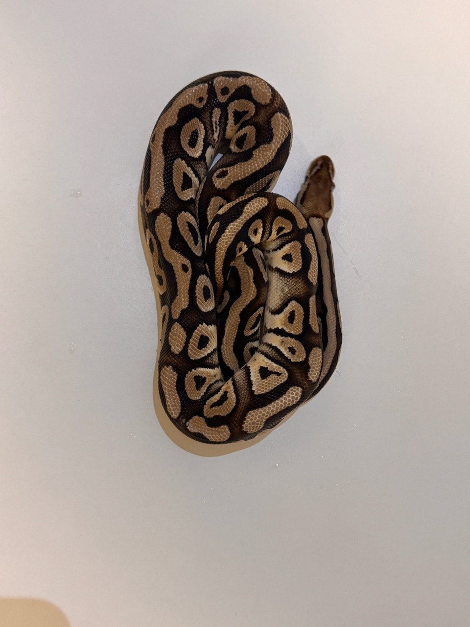 Female Double Het Lav Albino Piebald Ball Python | Reptiles ...