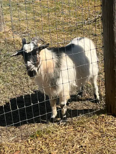 Male Pygmy goat, View more