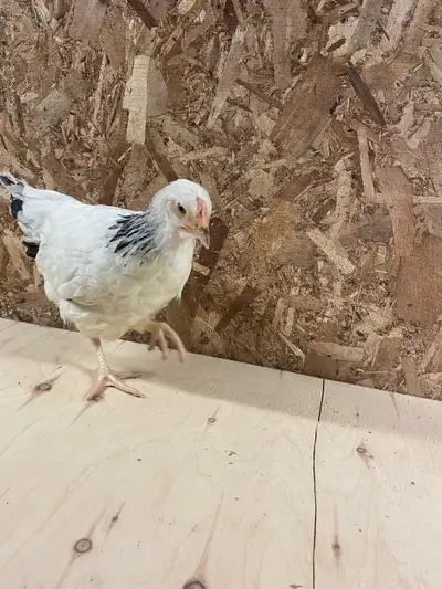 Voici une superbe poule Light Sussex de 12 semaines, en excellente santé et prête à rejoindre votre...
