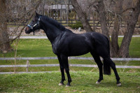 Hanoverian stallion at stud