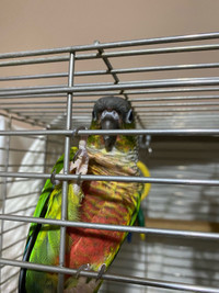 3 year old semi tame pair of conures