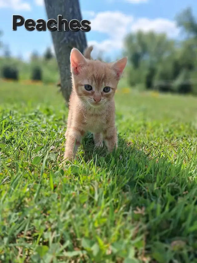 Cute kittens ready for new home ! in Cats & Kittens for Rehoming in Owen Sound - Image 9