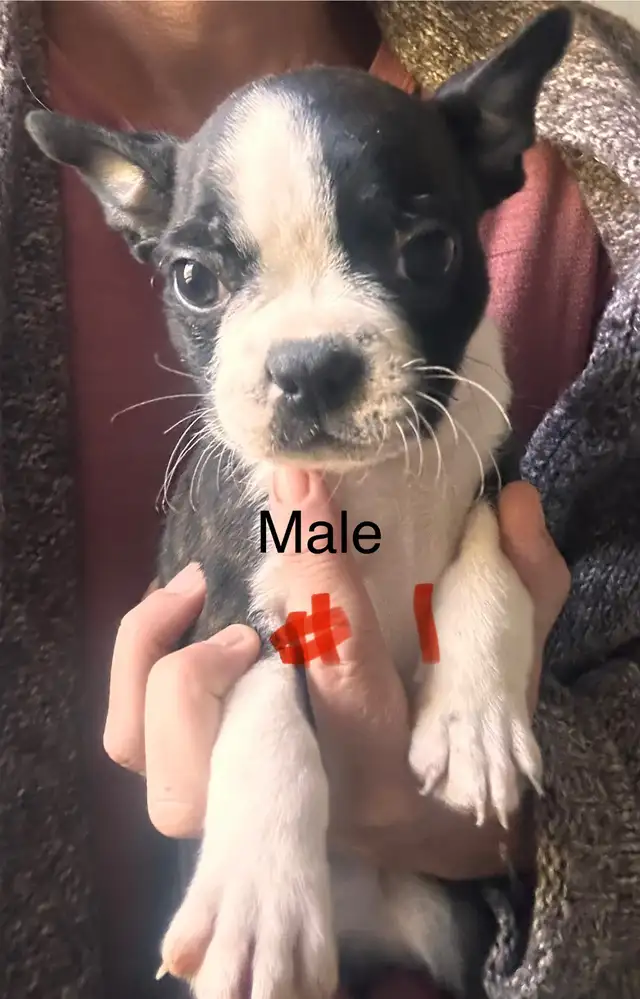 READY ( Boston terrier ) in Dogs & Puppies for Rehoming in Ottawa - Image 7