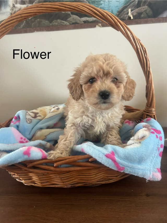 HYPOALLERGENIC : MALES AND FEMALES  in Dogs & Puppies for Rehoming in Owen Sound