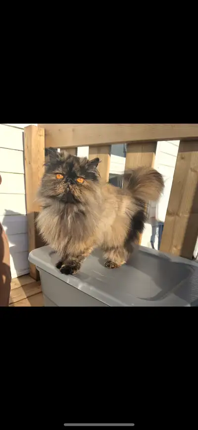 1 year old female Persian kitten, View more