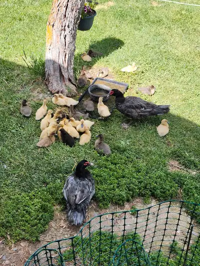 muscovy ducklings, View more