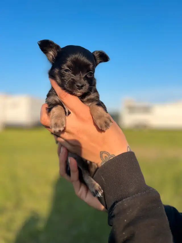 chihuahua poil long in Dogs & Puppies for Rehoming in Laurentides - Image 11