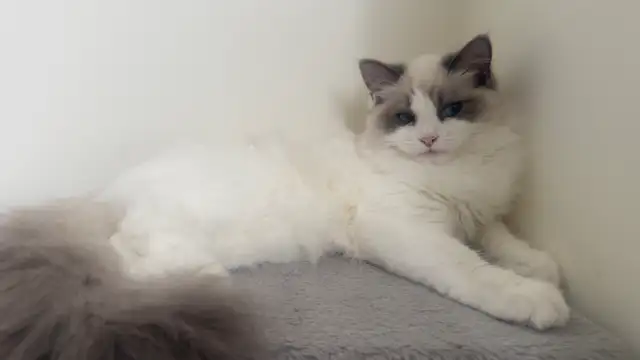 Ragdoll Kittens (Queen) | Cats & Kittens for Rehoming | Oshawa / Durham ...