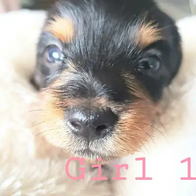 4 left Miniature Dachshund X (1/4 Yorkie) ADORABLE puppies., View more