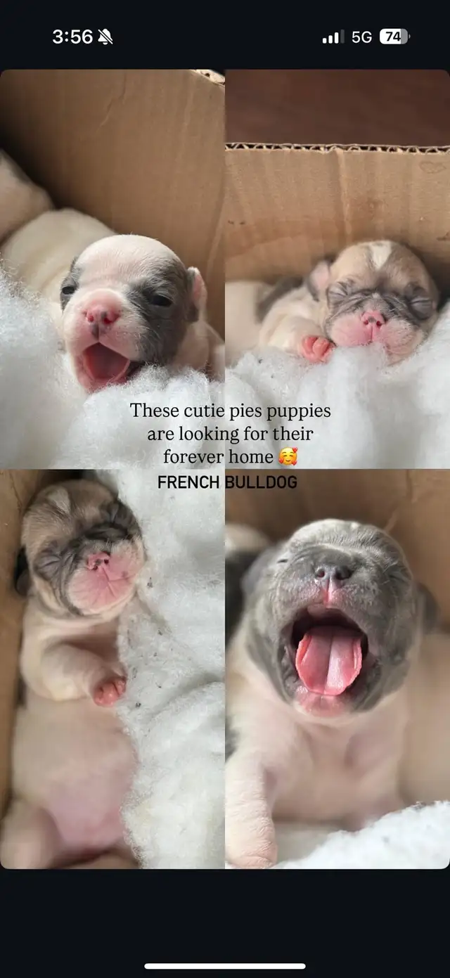 French bulldogs puppies in Dogs & Puppies for Rehoming in City of Toronto - Image 3