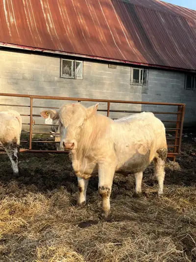 Purebred Charolais. Born February 2024 Embryo bulls from a strong foundation heard. Prices vary $450...
