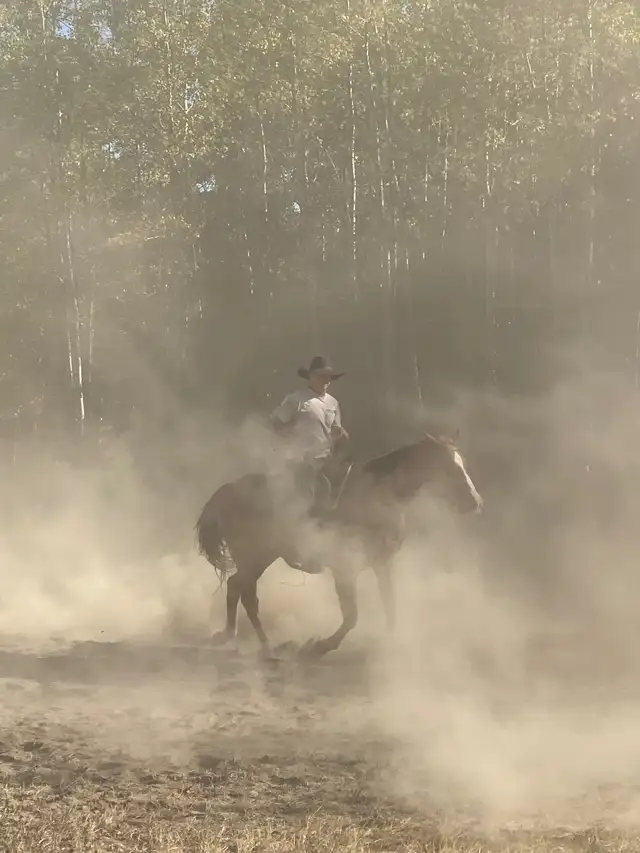 Quarter Horse  in Horses & Ponies for Rehoming in Grande Prairie - Image 10