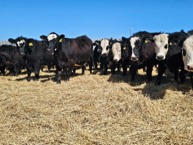 Fancy Black Brockle Face Replacement Heifers in Livestock in Moose Jaw - Image 2