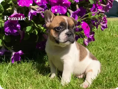 Pure French bulldog puppies available to loving families DOB June 7, 2024 Ready to rehome August 2,...