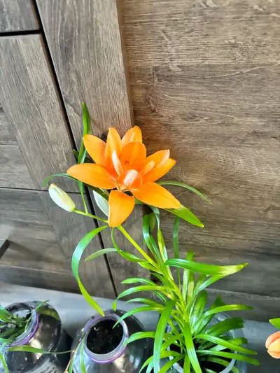 Croisement entre orchidées sauvage et lys. Peut être garder comme palnte interieur ou laisser dans l...