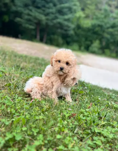 puppies male and female bichonpoo , View more