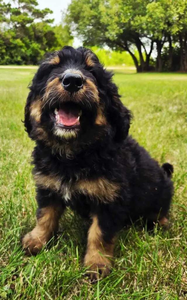 bernedoodle puppies in Dogs & Puppies for Rehoming in Winnipeg - Image 11