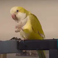 Very hand tamed Quaker Parrot